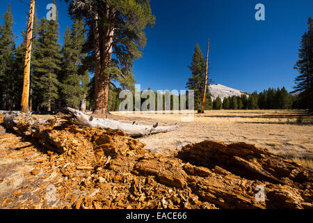 Eine abklingende Baumstumpf in einem ausgetrockneten Wiese im Yosemite Nationalpark, Kalifornien, USA. Die meisten der Califoprnia ist in außergewöhnliche Trockenheit, die höchste Klassifizierung der Dürre. Stockfoto