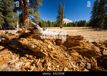 Eine abklingende Baumstumpf in einem ausgetrockneten Wiese im Yosemite Nationalpark, Kalifornien, USA. Die meisten der Califoprnia ist in außergewöhnliche Trockenheit, die höchste Klassifizierung der Dürre. Stockfoto