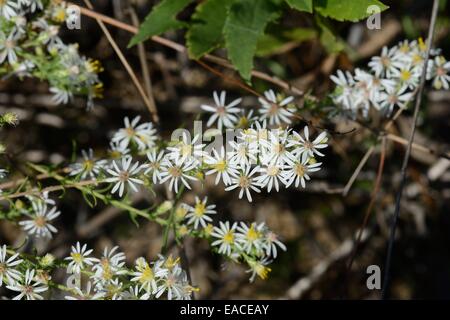 Heide-Aster, Symphyotrichum ericoides Stockfoto