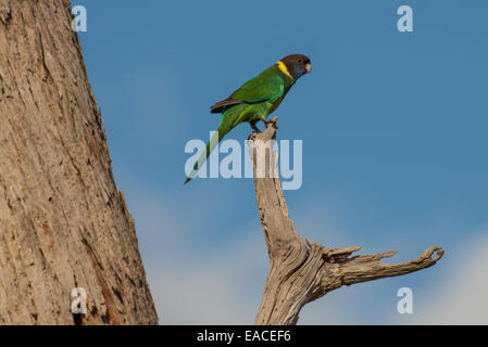 Stock Foto von einem Australian Ringneck Papagei thront auf einem Ast. Stockfoto