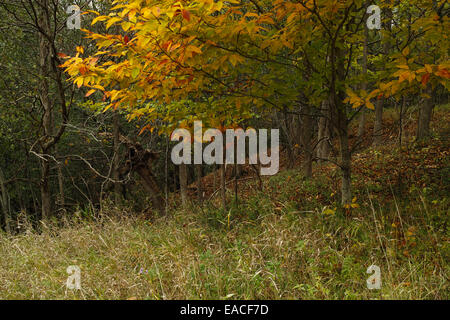 Eine junge Buche zeigt eine beeindruckende Darstellung der Farbe im Herbst. Stockfoto