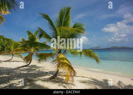 Eine Gruppe von drei Palmen auf Salomon Bay in St. Johannes Stockfoto