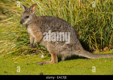 Stock Foto von einem Tammar Wallaby auf Kangaroo Island, Australien. Stockfoto