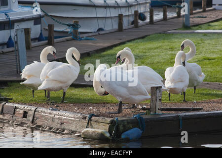 Höckerschwäne (Cygnus Olor). Sieben keiner-Brutvögel auf Kai, putzen. Norfolk Broads. East Anglia. Stockfoto