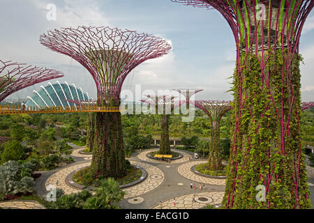 Blick vom hohen Skyway Verknüpfung immense Supertrees des Parklands & riesige Glas Wintergarten von Singapur große Gardens By The Bay Stockfoto