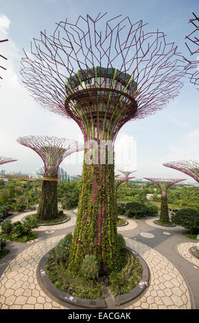 Blick auf immense "Supertrees", vertikale Gärten & Parklands Singapurs große Gardens By The Bay von hohen Skyway-Plattform Stockfoto