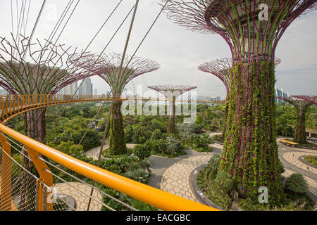 Blick auf immense "Supertrees", vertikale Gärten & Parklands Singapurs große Gardens By The Bay von hohen Skyway-Plattform Stockfoto