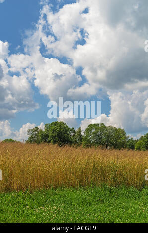 Ländlichen Gebiet, Weizen und Gärten. Stockfoto