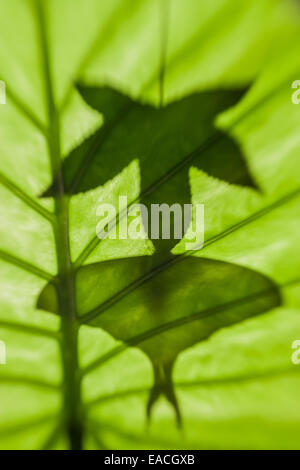 Indische Mondmotte Silhouette von Amber Leaf hängen. Stockfoto