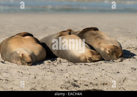 Stock Foto von drei australischen Seelöwen ruht auf einem Strand auf Kangaroo Island. Stockfoto