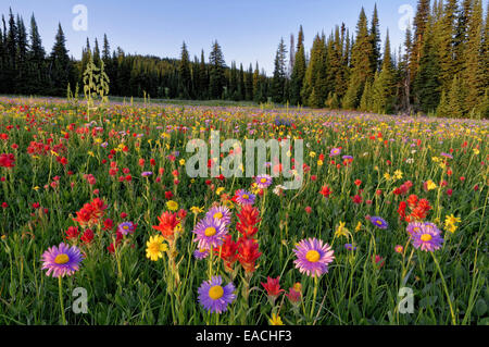 Wildblumen, Indian Paintbrush, Gänseblümchen Arnika, Trophy Wiesen, Wells Gray Provincial Park, BC, Kanada Stockfoto