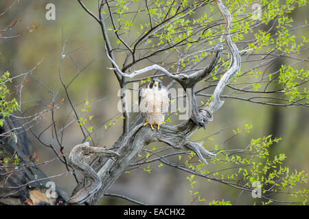 Erwachsene weibliche Peregrine Falcon - Falco Peregrinus - Ruhe thront auf einem alten, verwitterten Baum im Norden von New Jersey Stockfoto