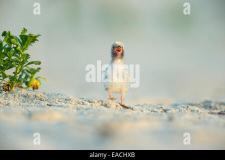 Seeschwalbe / Shorebird Küken laufen am Strand mit seinem Schnabel offen Fragen für Lebensmittel Stockfoto