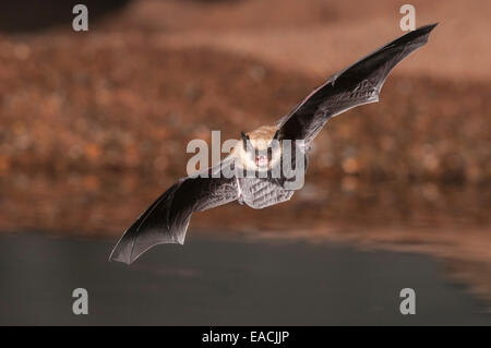 Große braune Fledermaus, Eptesicus Fuscus, Green Valley, Arizona, USA; ursprünglich aus Nordamerika, C-Amerika, Karibik & nördlichen Südamerika Stockfoto
