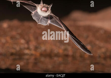 Große braune Fledermaus, Eptesicus Fuscus, Green Valley, Arizona, USA; ursprünglich aus Nordamerika, C-Amerika, Karibik & nördlichen Südamerika Stockfoto