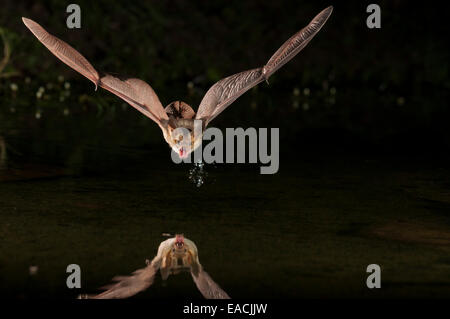 Bleiche Bat, Antrozous Pallidus, Green Valley, Arizona, USA; gefunden von West-Kanada, Zentral-Mexiko Stockfoto