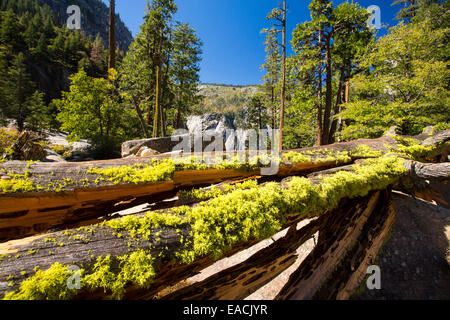 Letharia oder Wolf Flechten auf einem Baumstamm über Nevada Herbst in kleinen Yosemite Valley, Yosemite-Nationalpark, Kalifornien, USA. Stockfoto