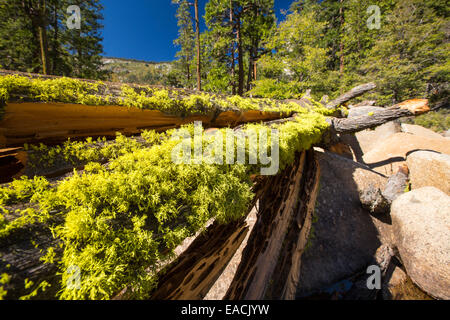 Letharia oder Wolf Flechten auf einem Baumstamm über Nevada Herbst in kleinen Yosemite Valley, Yosemite-Nationalpark, Kalifornien, USA. Stockfoto