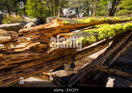 Letharia oder Wolf Flechten auf einem Baumstamm über Nevada Herbst in kleinen Yosemite Valley, Yosemite-Nationalpark, Kalifornien, USA. Stockfoto