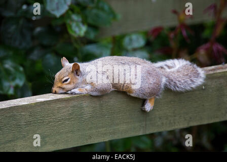 Östliche graue Eichhörnchen (Sciurus Carolinensis) oder graue Eichhörnchen, ruht in einem Garten im Vereinigten Königreich Stockfoto