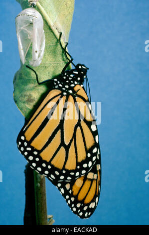 Monarchfalter Danaus Plexippus, frisch geschlüpften von Chrysalis erweitert seine Flügel und Füllung und trocknen, USA Stockfoto