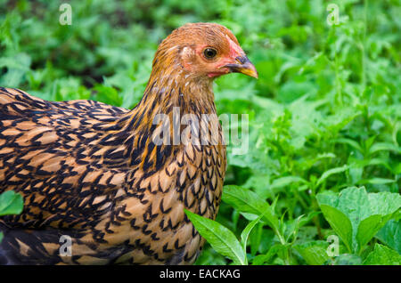 Gold geschnürt Wyandotte juvenile Huhn in Hof, Yarmouth, Maine USA Stockfoto