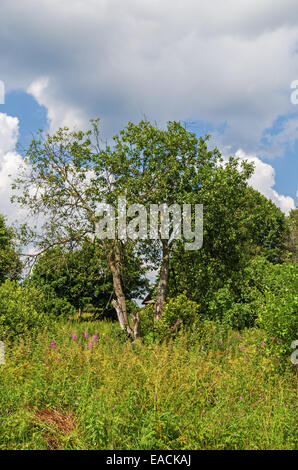 Alten Garten in der Nähe Dorf Wiese mit Heuhaufen. Stockfoto