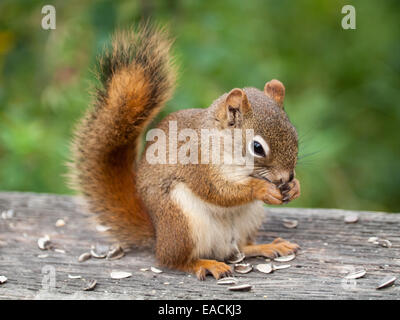 Eine Nahaufnahme der ein Amerikanisches Rotes Eichhörnchen (Tamiasciurus Hudsonicus) ernähren sich von Sonnenblumenkernen. Stockfoto
