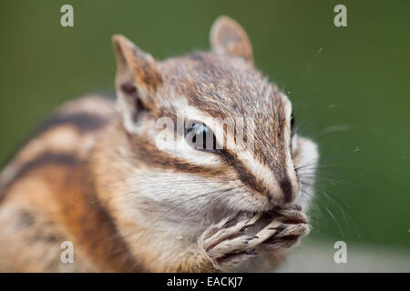 Eine niedliche zumindest Chipmunk (Tamias ZIP) mit Pausbacken ernährt sich von Sonnenblumenkernen. Stockfoto