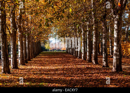 Prager Platanen-Allee, Prager Letna-Park Prager Herbst Prag Tschechische Republik Laubbäume fallende Blätter Stockfoto