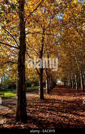 Herbst und seine Farben in Letná Prag Park, Tschechische Republik, Platane gesäumte Allee Stockfoto