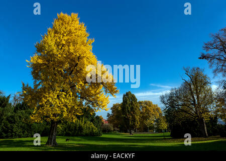 Ginkgo biloba Tree Maidenhair Tree, Letna Park Prague Ginkgo Herbstgarten Stockfoto