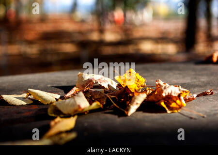 Gefallene Blätter auf dem Tisch im Herbstpark Stockfoto
