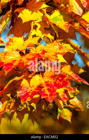 Bunte Herbstblätter Ahornblätter rot gelbe Blätter Stockfoto