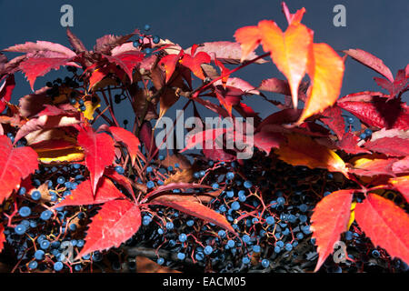Virginia Kriechgang Parthenocissus quinquefolia, rot hinterlässt blaue Beeren, Herbst Stockfoto