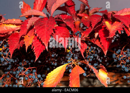 Virginia Kriechgang Parthenocissus quinquefolia, rot hinterlässt Beeren Stockfoto