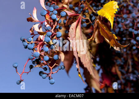 Virginia Creeper Herbst Parthenocissus quinquefolia rote Blätter blaue Beeren Stockfoto