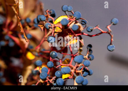 Virginia Creeper Herbst Beeren Parthenocissus quinquefolia Blätter Stockfoto