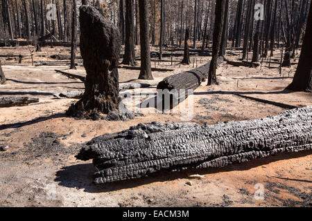 Ein Waldbrand zerstört eine Fläche von Wald in das kleine Yosemite-Tal in den Yosemite Nationalpark, Kalifornien, USA. Anschluss an Stockfoto