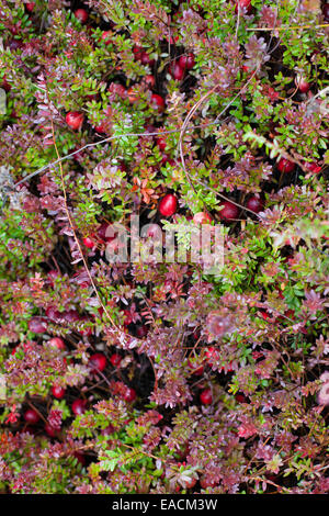 Cranberries wachsen in freier Wildbahn Stockfoto