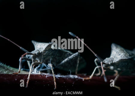 Coreus Marginatus (Dock Bug, Squash-Bug) Stockfoto