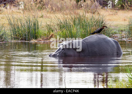 Erwachsene männliche Nilpferd mit Ardea Goliath, Hippopotamus Amphibius in den Chobe Fluss, Chobe Nationalpark, Botswana Stockfoto