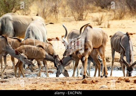 Herde von Kudu trinken vom Wasserloch, Etosha national Park, Ombika, Kunene, Namibia. Wahre Tierfotografie Stockfoto