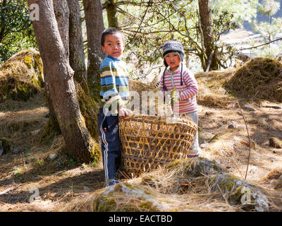 Sherpa-Kinder sammeln Tannennadeln aus Wald in Nepal Stockfoto