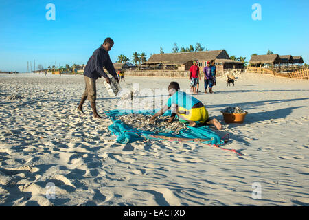 Madagassischen Fischer Sammlung getrockneter Fisch am Strand, Morondava, Provinz Toliara, Madagaskar Stockfoto