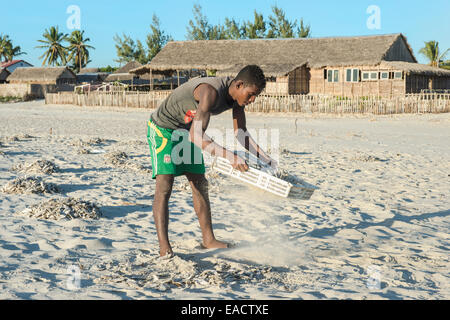 Madagassischen Fischer Sammlung getrockneter Fisch am Strand, Morondava, Provinz Toliara, Madagaskar Stockfoto