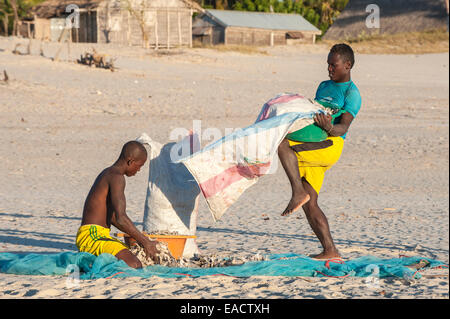 Madagassischen Fischer Sammlung getrockneter Fisch am Strand, Morondava, Provinz Toliara, Madagaskar Stockfoto