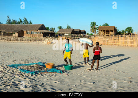 Madagassischen Fischer Sammlung getrockneter Fisch am Strand, Morondava, Provinz Toliara, Madagaskar Stockfoto