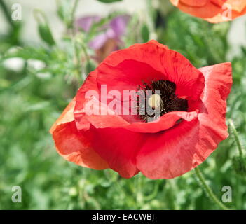 Schuss von zarten Mohnblume hautnah. Stockfoto