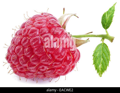 Eine reiche Himbeer Frucht isoliert auf einem weißen Hintergrund. Stockfoto